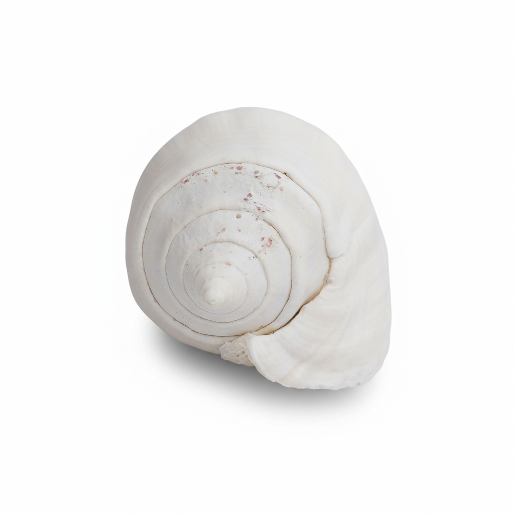 Titanostrombus Galeatus Eastern Pacific Giant Conch Shell