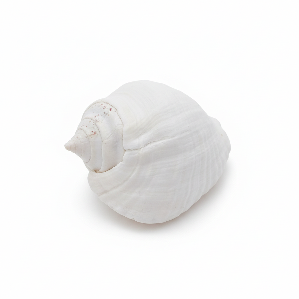 Titanostrombus Galeatus Eastern Pacific Giant Conch Shell