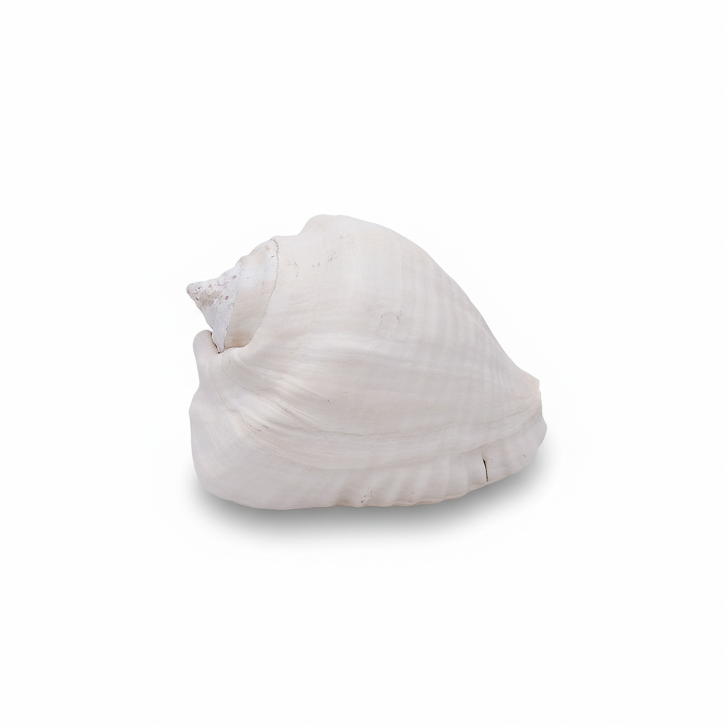 Titanostrombus Galeatus Eastern Pacific Giant Conch Shell