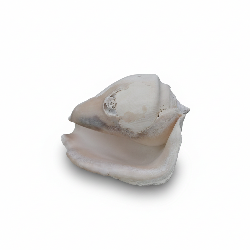 Titanostrombus Galeatus Eastern Pacific Giant Conch Shell