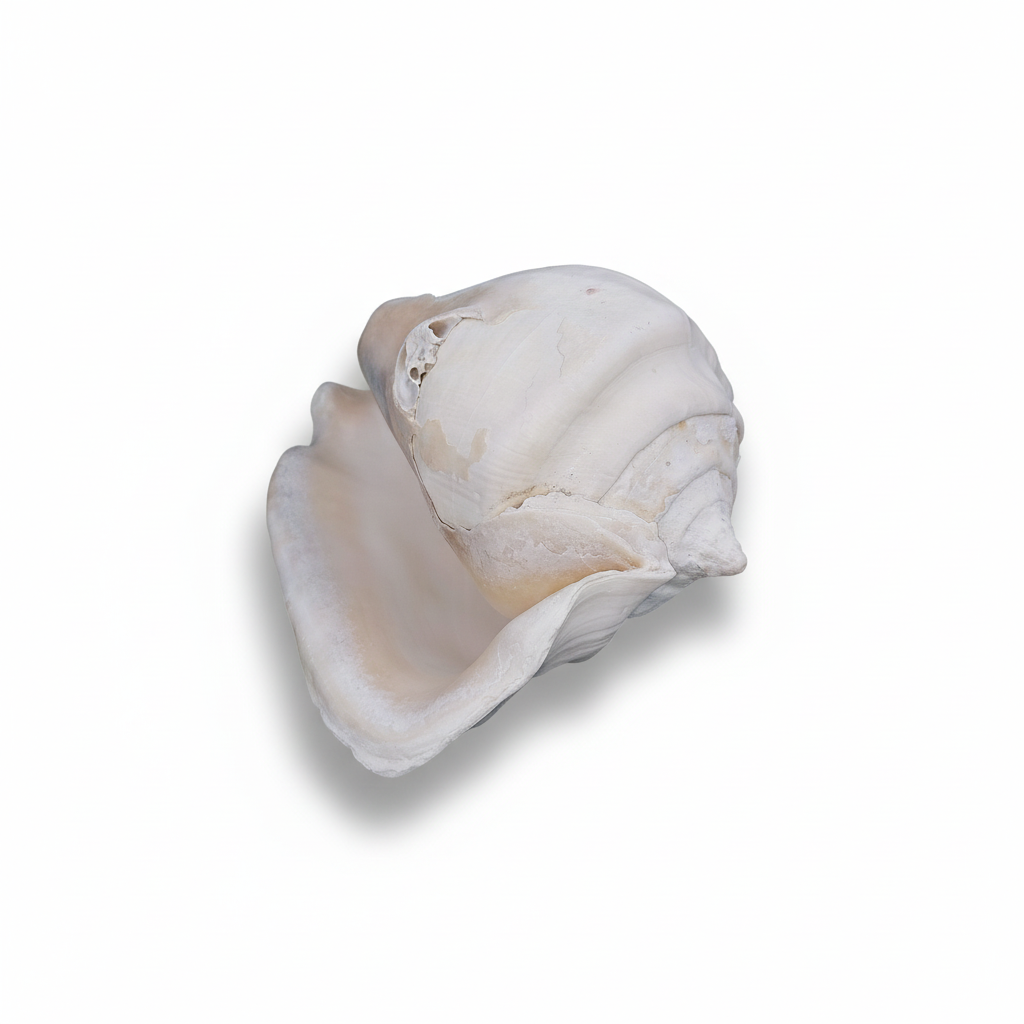 Titanostrombus Galeatus Eastern Pacific Giant Conch Shell