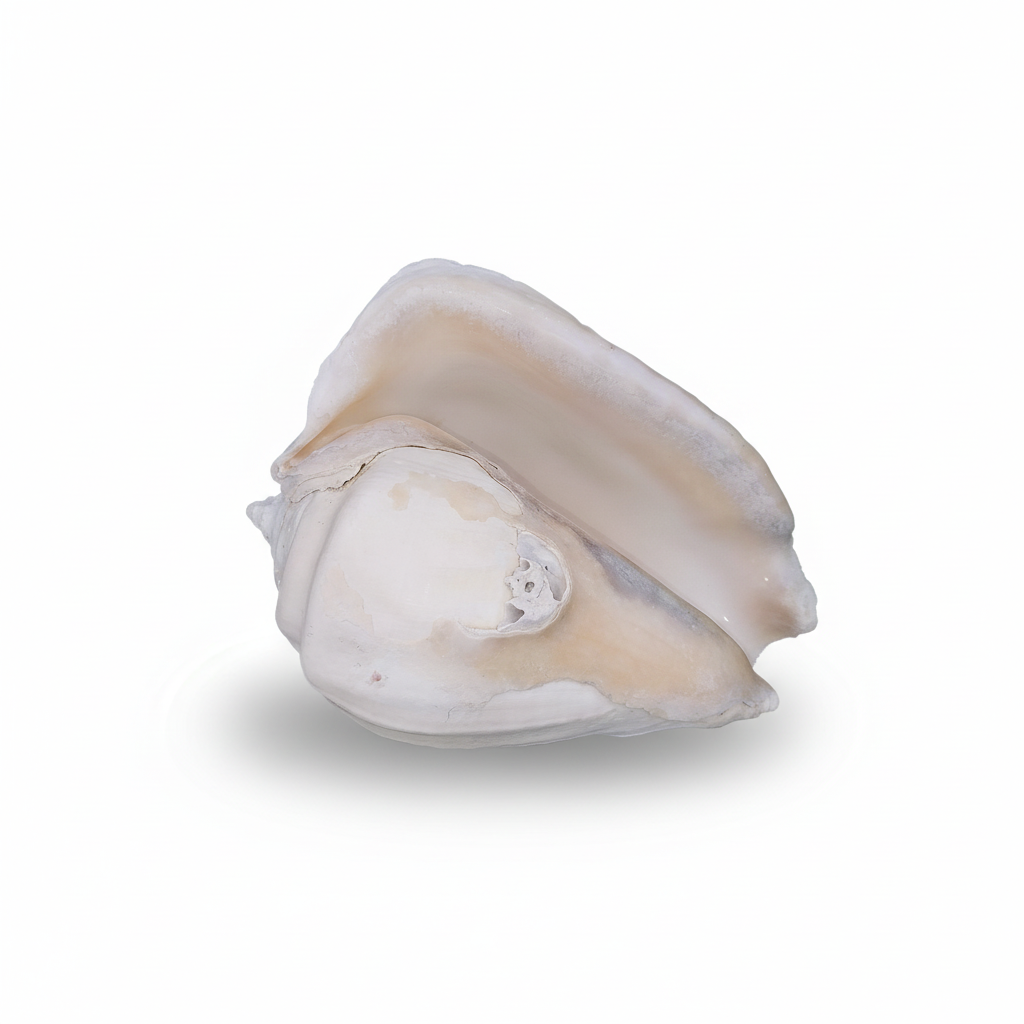 Titanostrombus Galeatus Eastern Pacific Giant Conch Shell