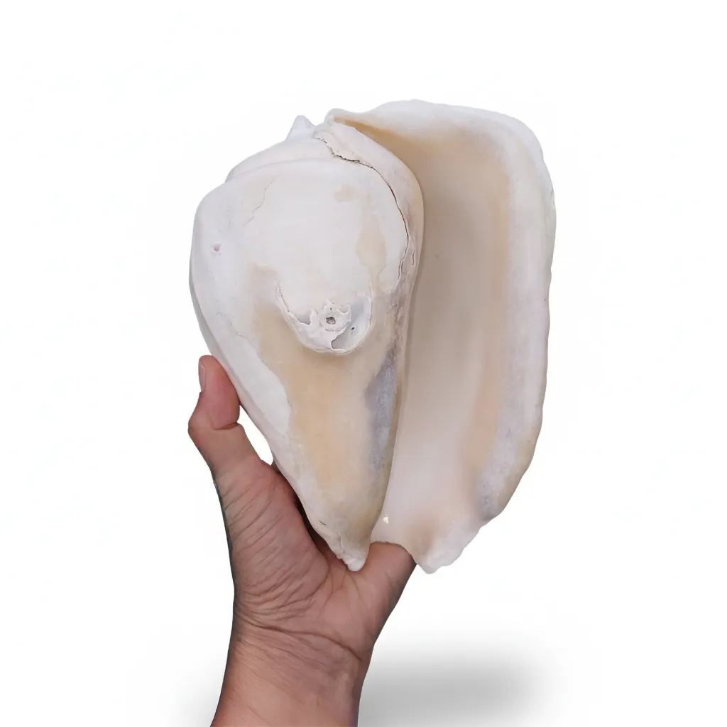 Titanostrombus Galeatus Eastern Pacific Giant Conch Shell
