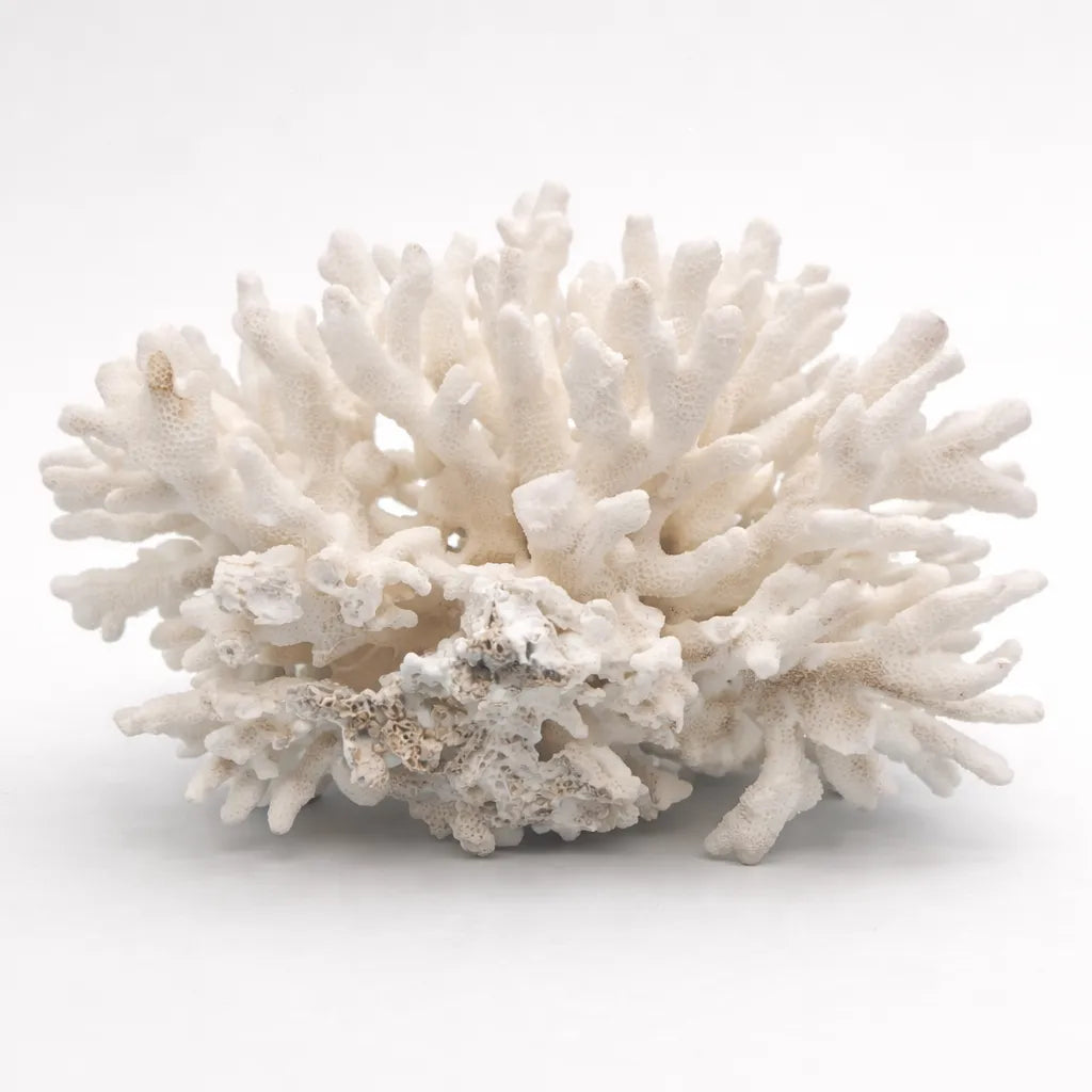 Vintage Elkhorn Coral Specimen - Natural Coastal Decor 8x5.75x4.5