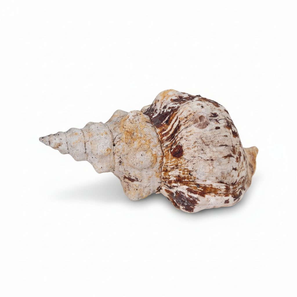 Two seashells on a white background
