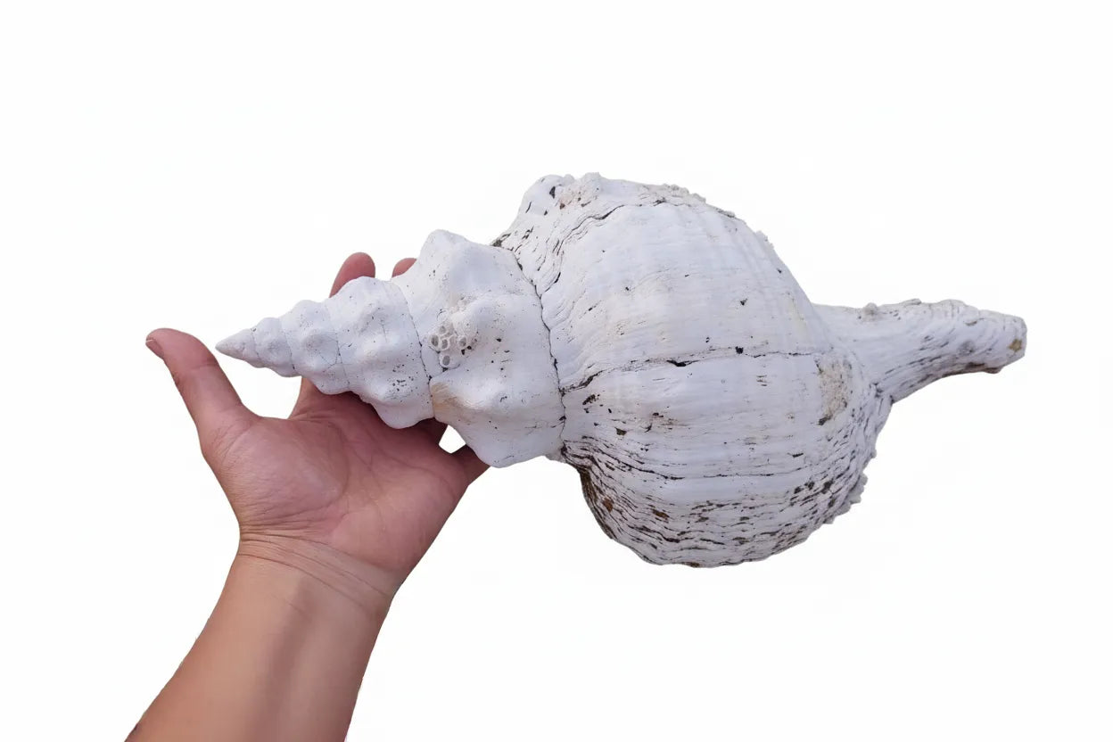 Vintage Horse Conch Shell with Periostracum – Triplofusus giganteus 15" Display Accent