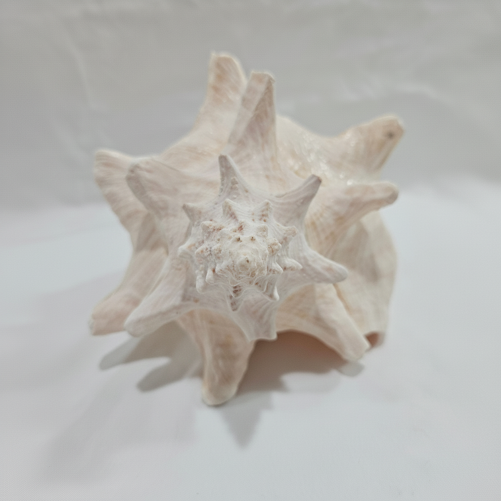 Vintage Pink Queen Conch, No Piercing