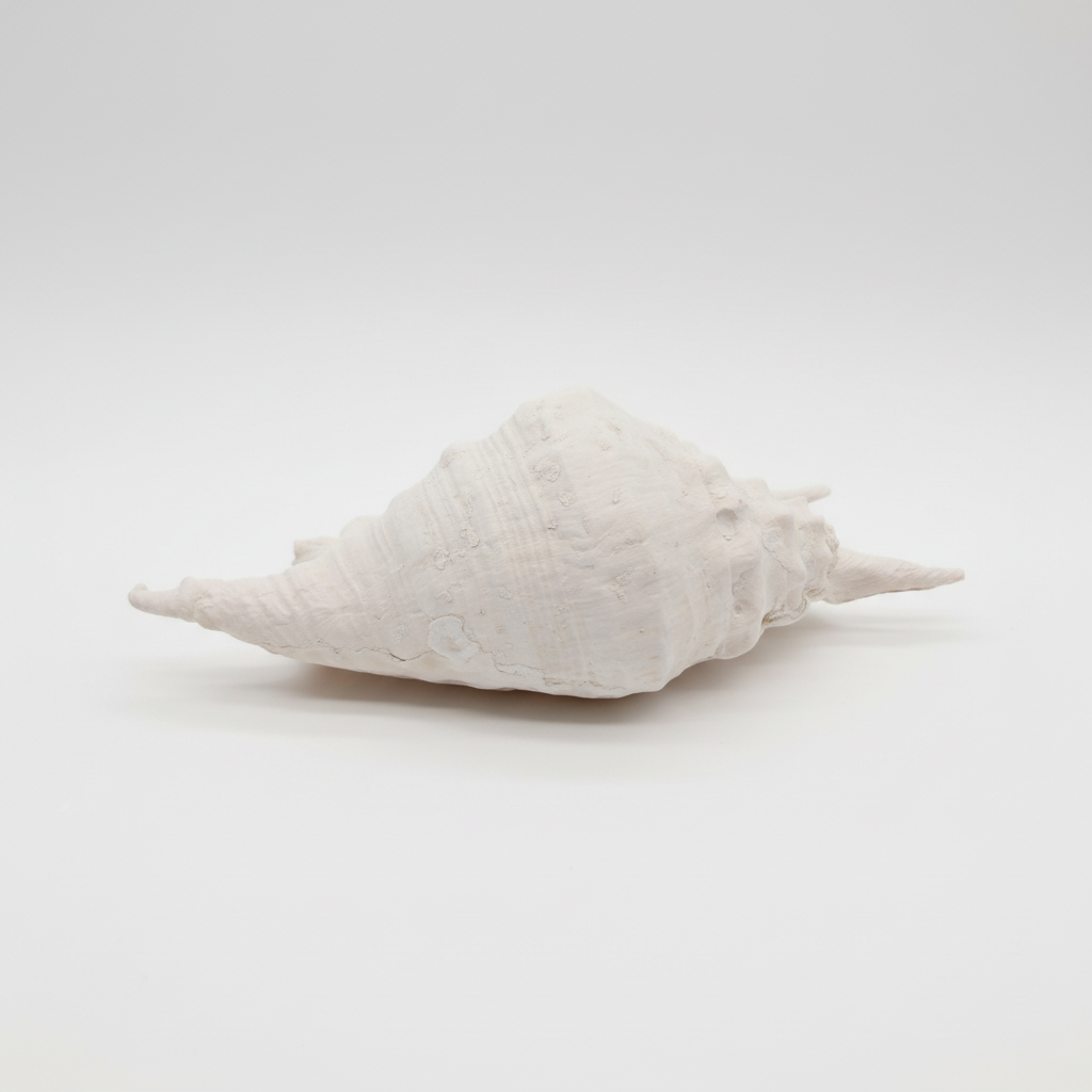 Top view of a white Lambis Truncata Shell (Lambis truncata) – 11"h seashell on a light gray background